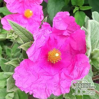 Cistus Sunset 3