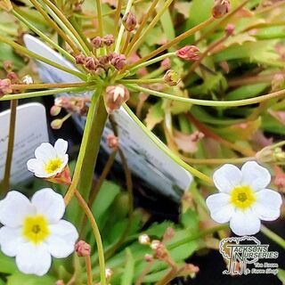 Androsace septentrionalis 'Stardust' online from Jacksons Nurseries.