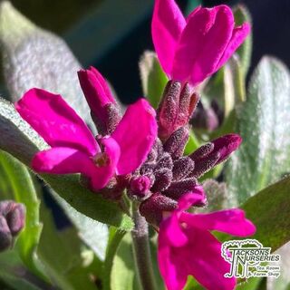Arabis blepharophylla online from Jacksons Nurseries.