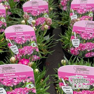 Buy Armeria maritima Rose (Thrift) online from Jacksons Nurseries.