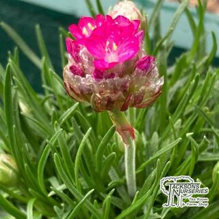 Buy Armeria maritima Rose (Thrift) online from Jacksons Nurseries.