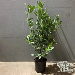 Buy Laurus nobilis (Bay Laurel) online from Jacksons Nurseries.