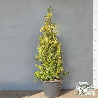 Buy Ilex x altaclerensis Golden King (Variegated Holly) online from Jacksons Nurseries.