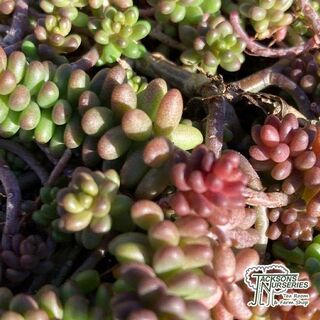 Sedum Coral Carpet 6