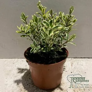 Buy Hebe x franciscana Variegata syn Silver Queen online from Jackson's Nurseries.