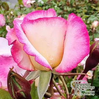 Buy Rosa Handel online from Jacksons Nurseries.