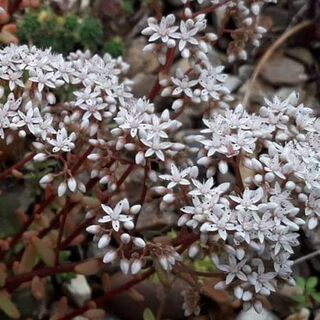 Sedum Album 1