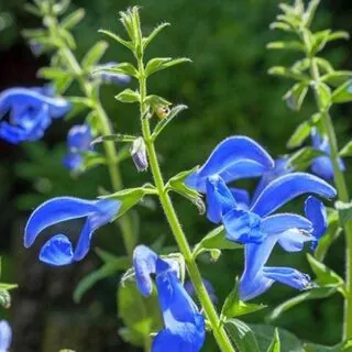 Salvia Patens
