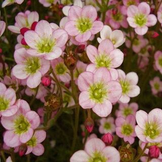 Saxifrage Appleblossom Pixie