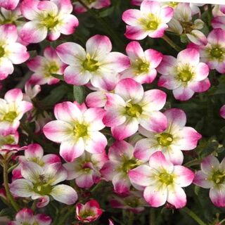 Saxifraga Marto Picotee Red