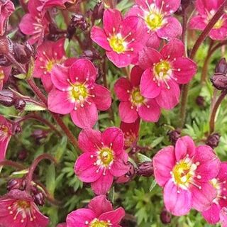 Saxifrage Red Pixie Pan