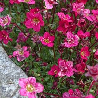 Saxifrage Saxony Red