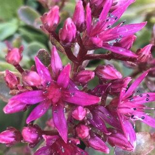 Sedum spurium Spot on Deep Rose