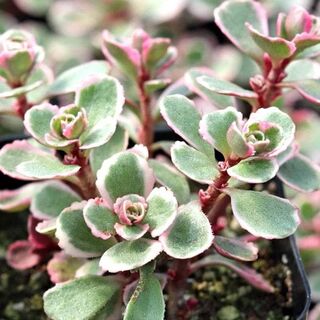 Sedum spurium Tricolor
