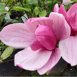 Magnolia Nigra