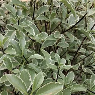 Pittosporum silver queen foliage close up