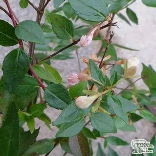 Abelia x grandiflora 3