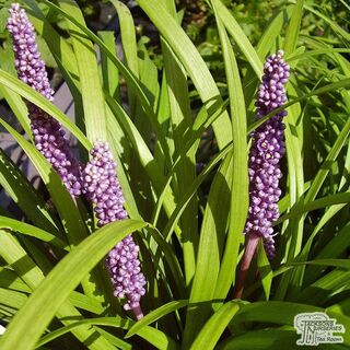 Liriope Big Blue 1