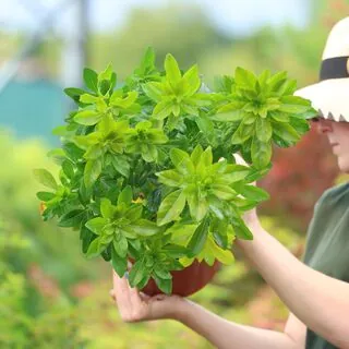 Buy Choisya ternata (Mexican Orange Blossom) online from Jacksons Nurseries