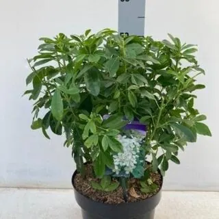 Choisya Ternata 5 Litre Pot