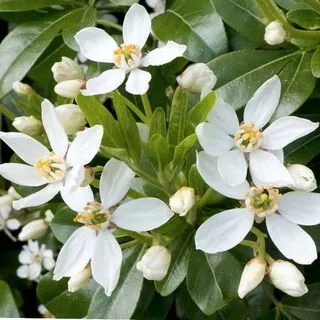 Choisya Ternata Flowers Close Up 3