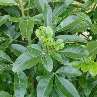Choisya Ternata Foliage