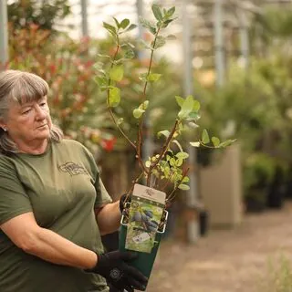 Buy Honeyberry Giants Heart online from Jacksons Nurseries.