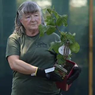 Buy Raspberry Malling Admiral online from Jacksons Nurseries.