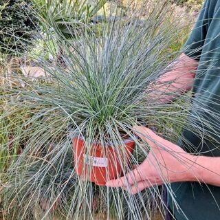 Festuca Glauca 1