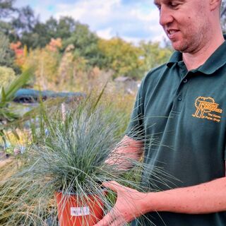 Festuca Glauca 2