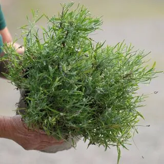Buy Lavandula angustifolia 'Dwarf Blue' online from Jacksons Nurseries