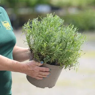 Buy Lavandula angustifolia 'Dwarf Blue' online from Jacksons Nurseries