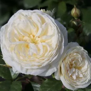 Buy Rose 'Sweet Child of Mine' (Standard, 90-120cm stem) online from Jacksons Nurseries