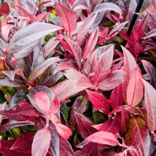 Leucothoe Zeblid Scarletti 5 litre pot 2