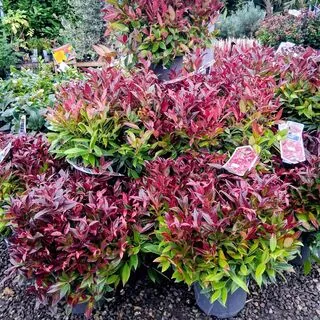 Leucothoe Zeblid Scarletti 5 litre pot 4