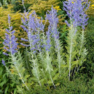 Perovskia Blue Spire 4