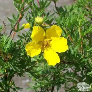 Potentilla Goldfinger 1