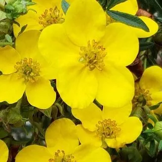 Potentilla Goldfinger 3