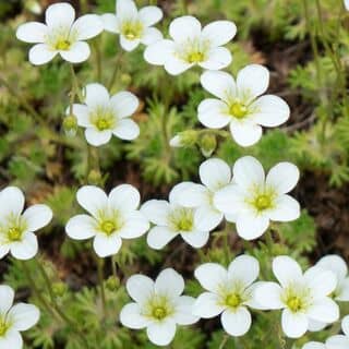 Sagina Subulata 1