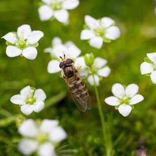 Sagina Subulata 4