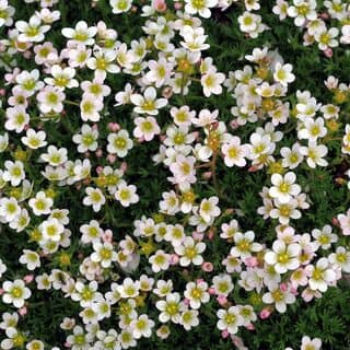 Sagina Subulata 7