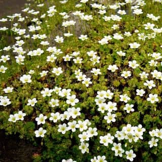 Sagina Subulata 8