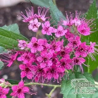 Spiraea Anthony Waterer 2