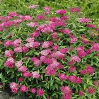 Spiraea Anthony Waterer 3