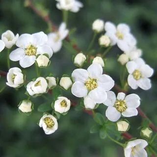 Spiraea Arguta 1
