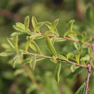 Spiraea Arguta 2