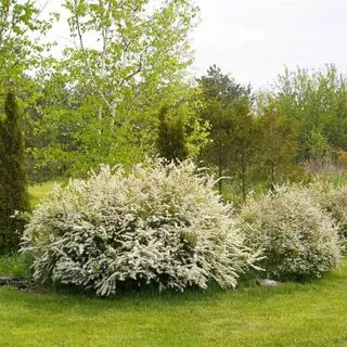 Spiraea Arguta 4