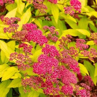 Spiraea Goldflame 1