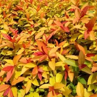 Spiraea Goldflame 2