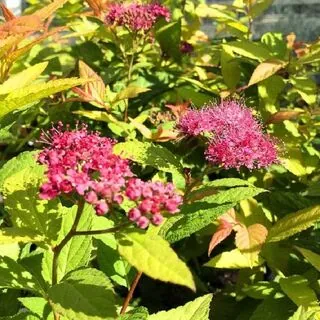 Spiraea Goldflame 3